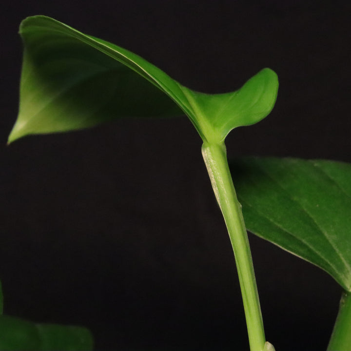 Philodendron findens