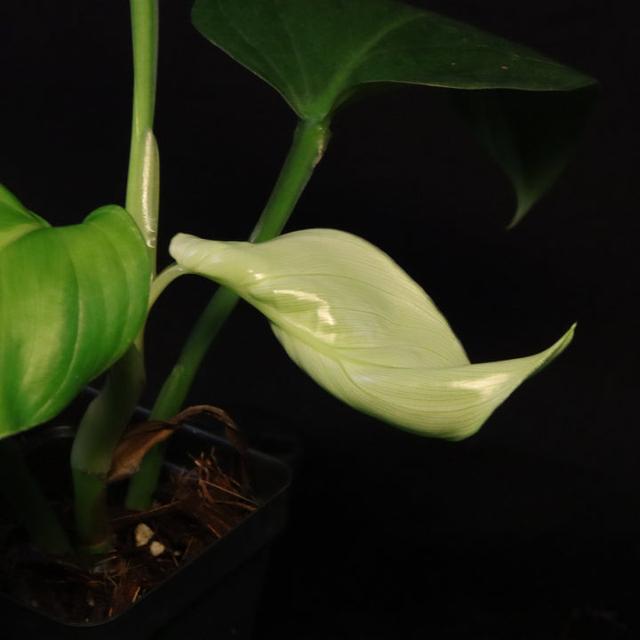 Philodendron findens