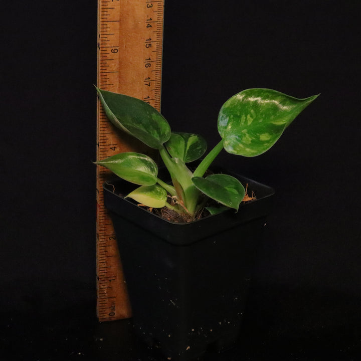 Variegated Philodendron Green Congo 'Nuclear' - A