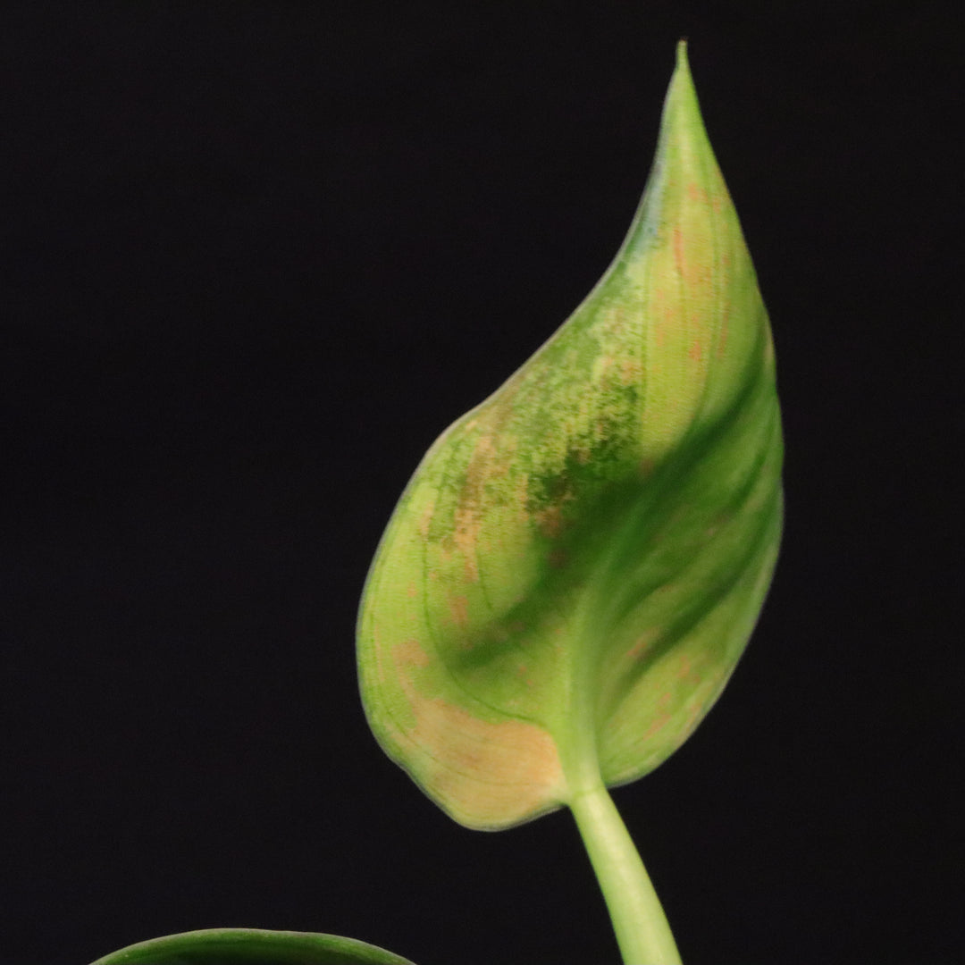 Variegated Philodendron Green Congo 'Nuclear' - A