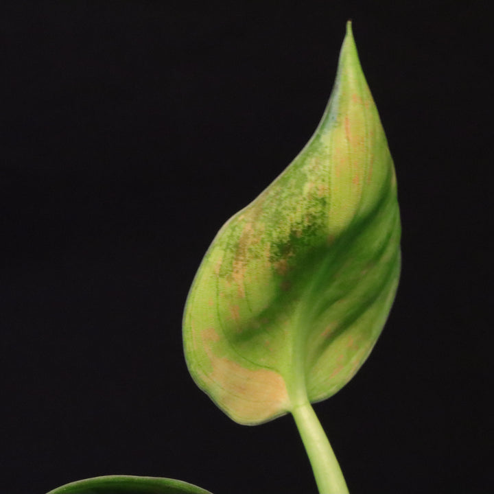 Variegated Philodendron Green Congo 'Nuclear' - A