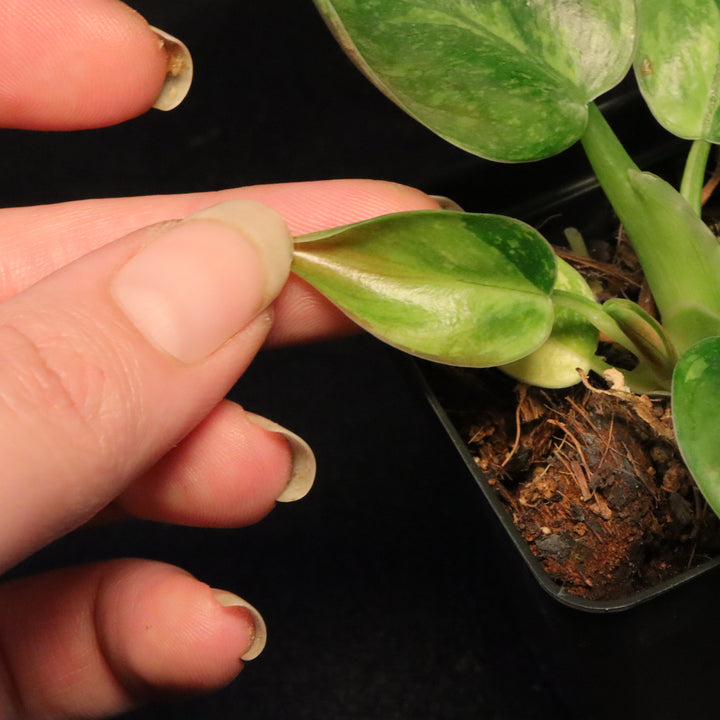 Variegated Philodendron Green Congo 'Nuclear' - A