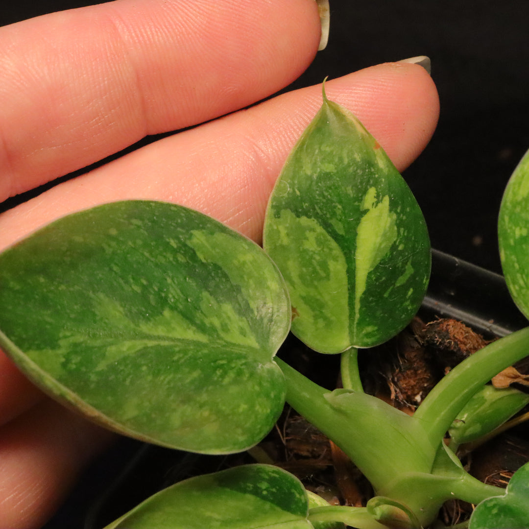 Variegated Philodendron Green Congo 'Nuclear' - A