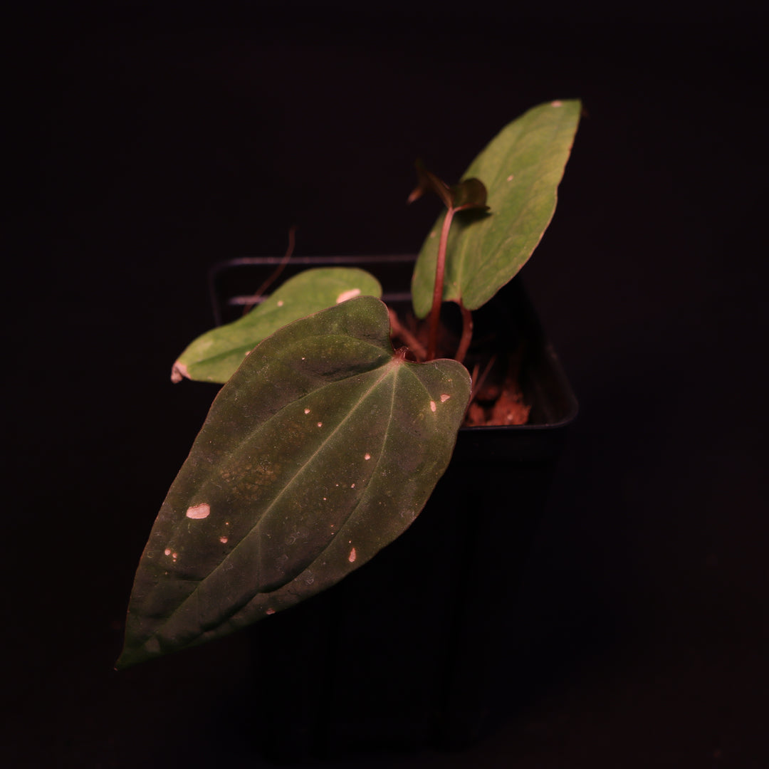 Anthurium Ree Papillilaminum x Besseae AFF - A