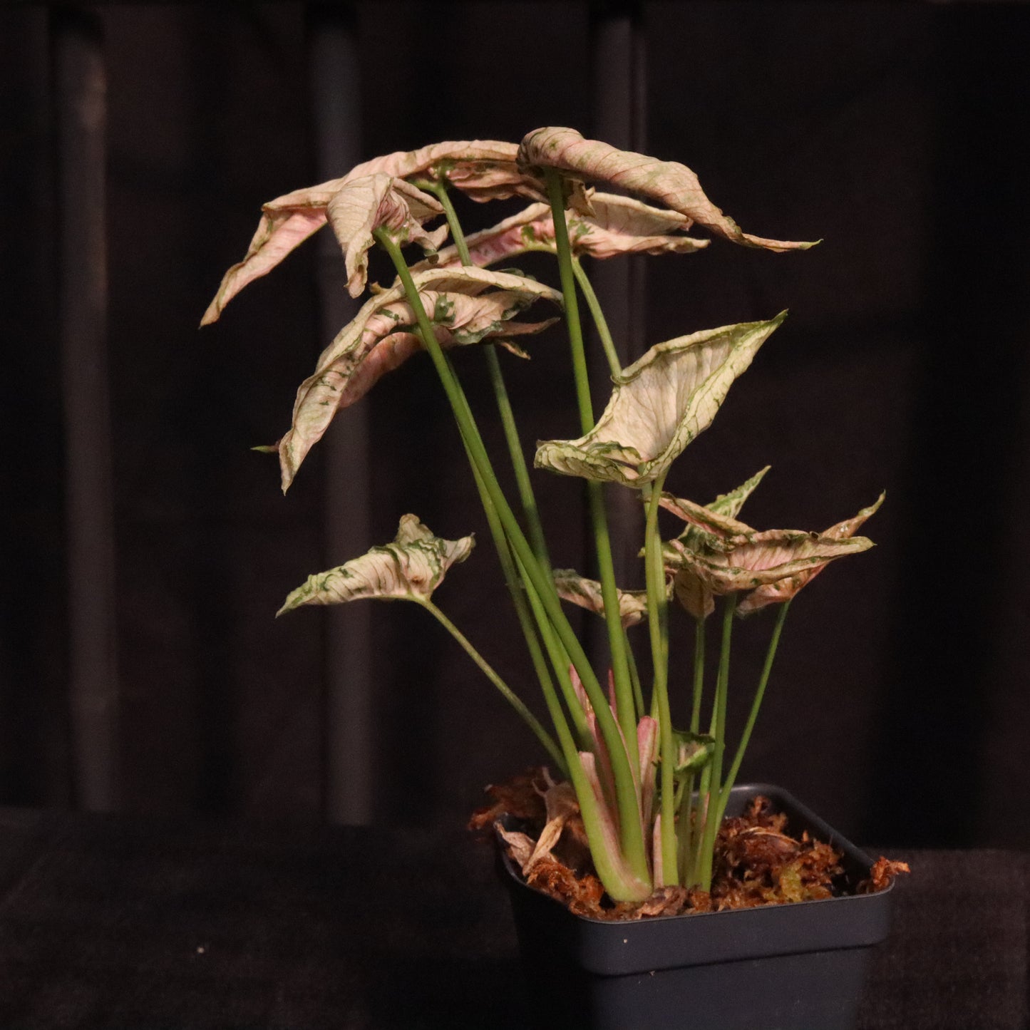 Syngonium Pink Rolli