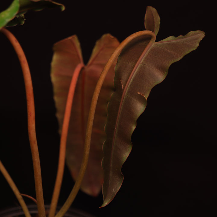 Philodendron NOID - 'Dark/Black Billietiae' - B