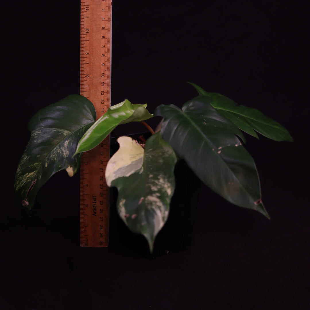 Philodendron Florida Beauty x Squamiferum Variegated -