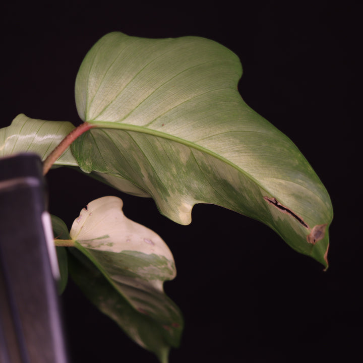 Philodendron Florida Beauty x Squamiferum Variegated -