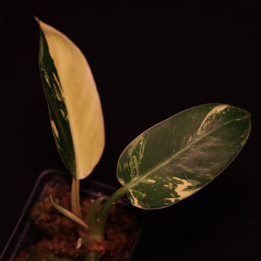 Variegated Philodendron Green Congo
