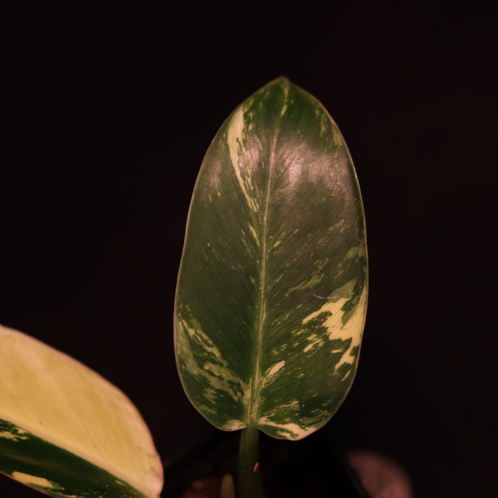 Variegated Philodendron Green Congo