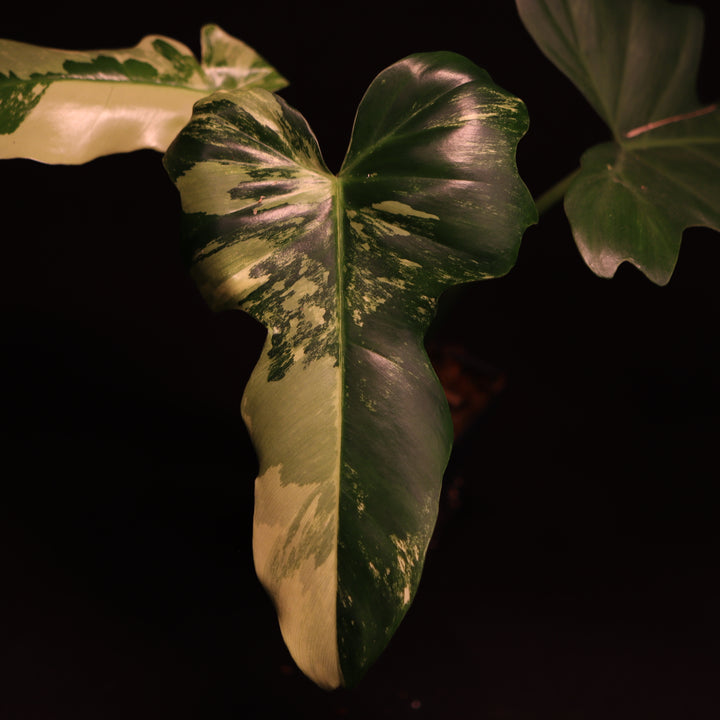 Philodendron Golden Dragon Mint Variegated