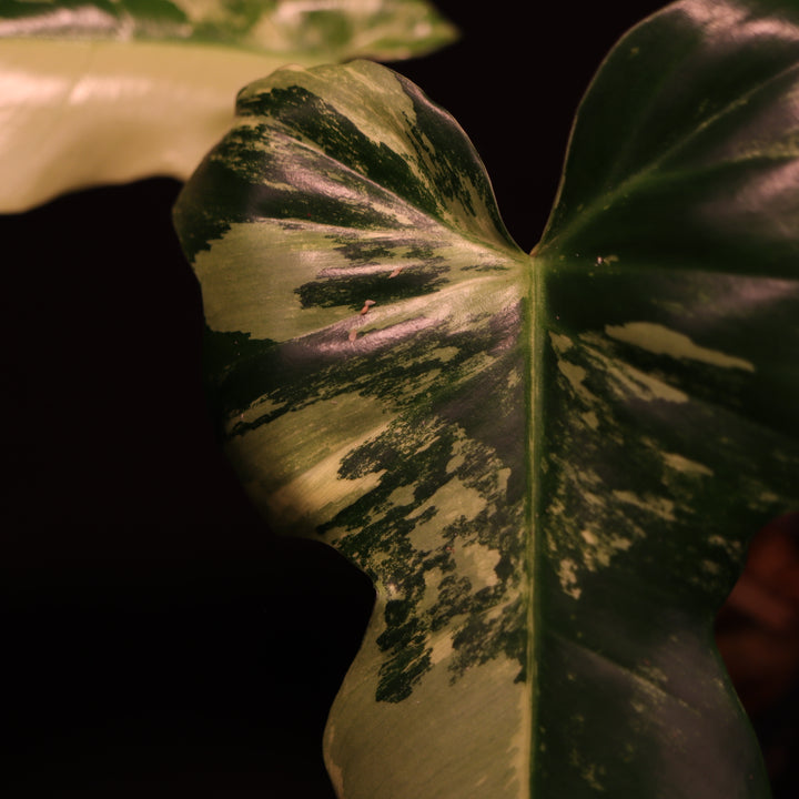 Philodendron Golden Dragon Mint Variegated