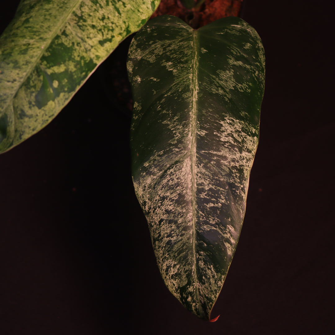 Philodendron Whipple Way 'Mint'