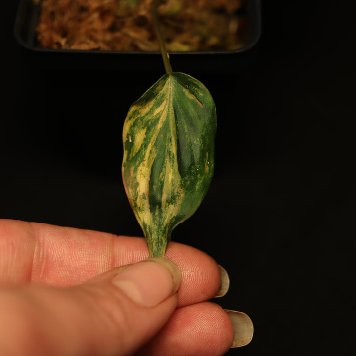 Variegated Phillodendron Micans