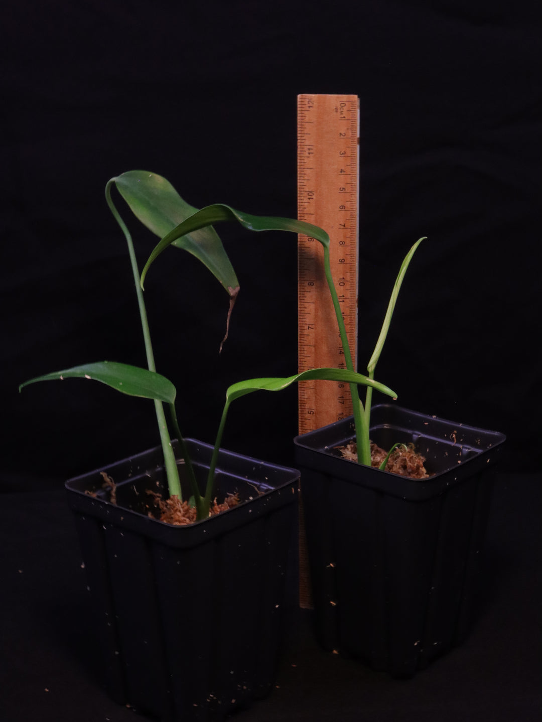 Monstera Burle Marx Flame Starters - Grower's Choice