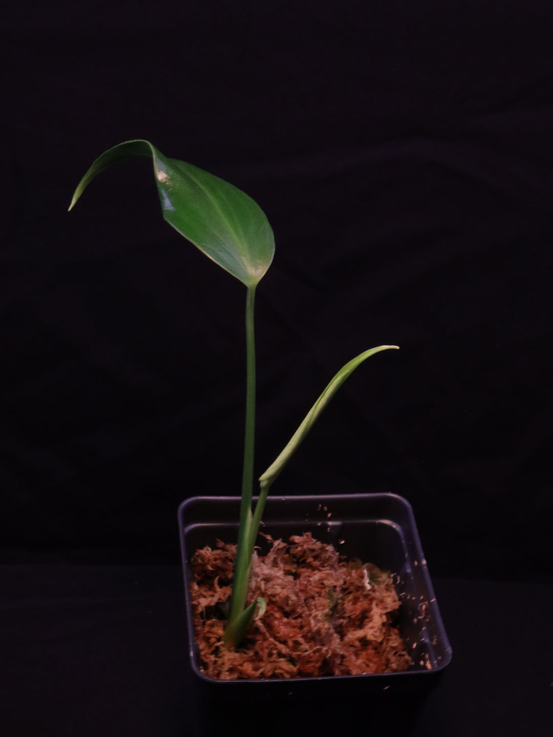 Monstera Burle Marx Flame Starters - Grower's Choice