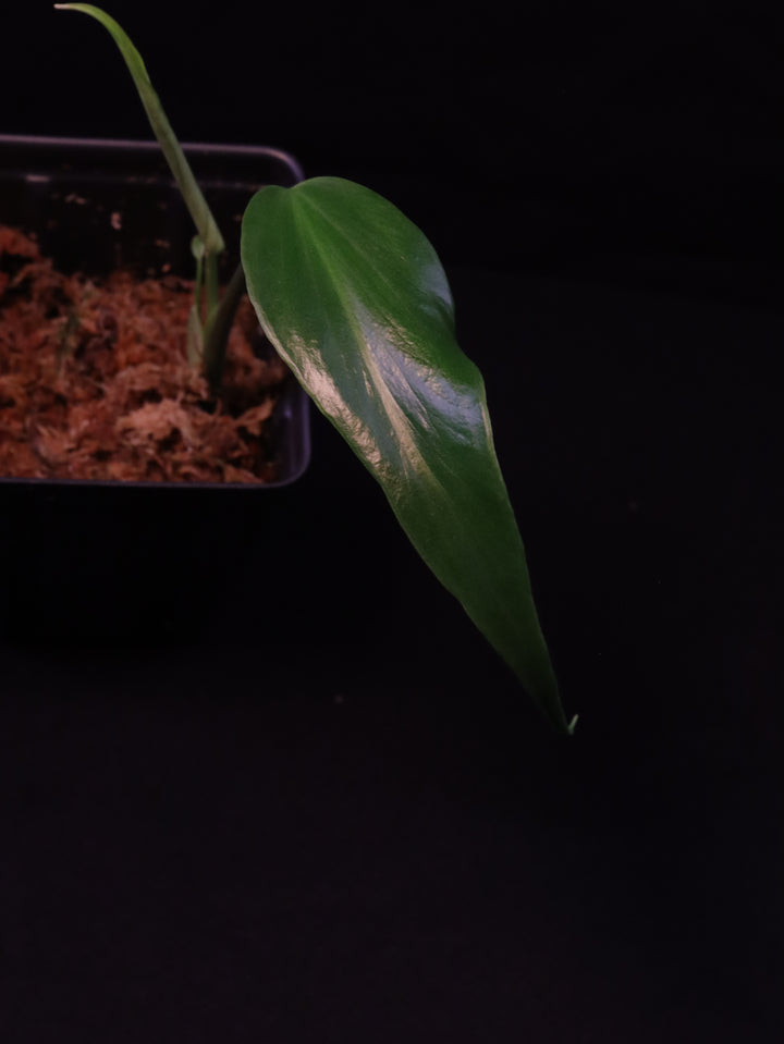 Monstera Burle Marx Flame Starters - Grower's Choice