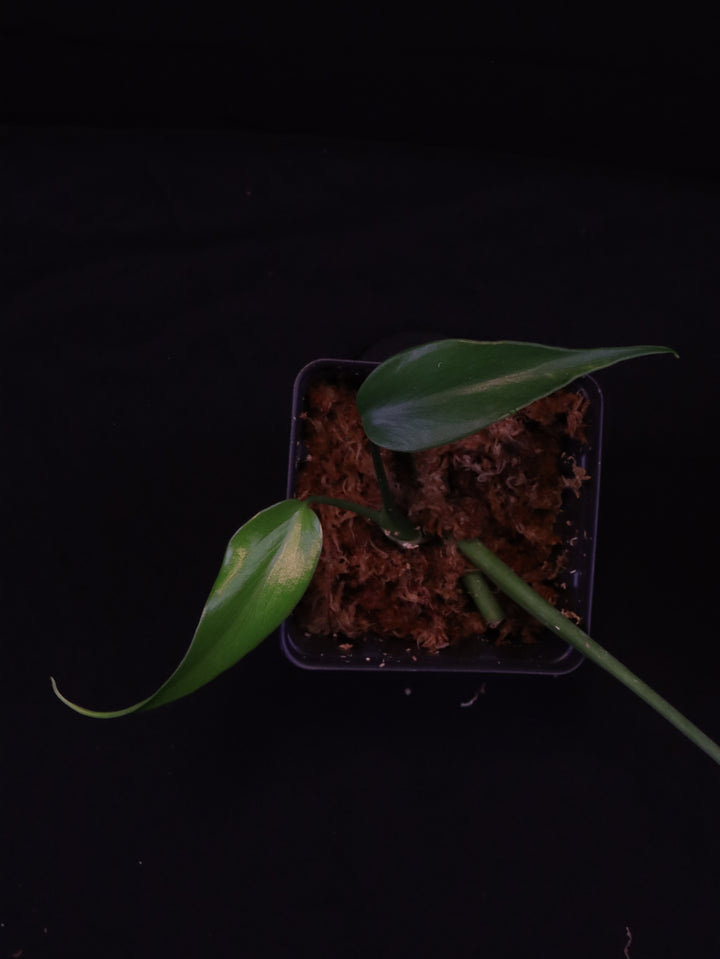 Monstera Burle Marx Flame Starters - Grower's Choice