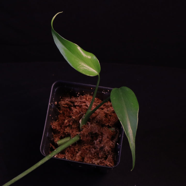 Monstera Burle Marx Flame Starters - Grower's Choice