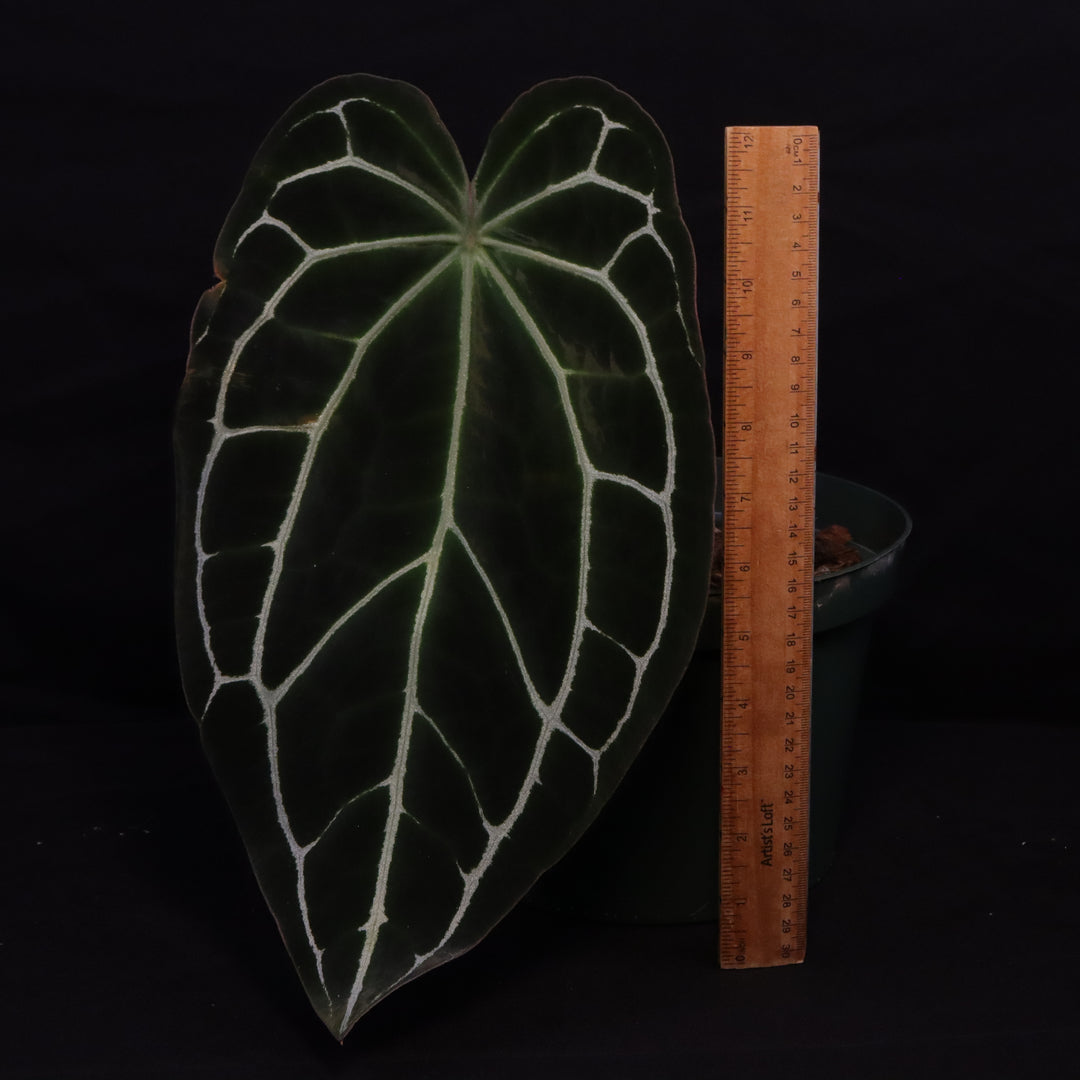 Anthurium crystallinum x open