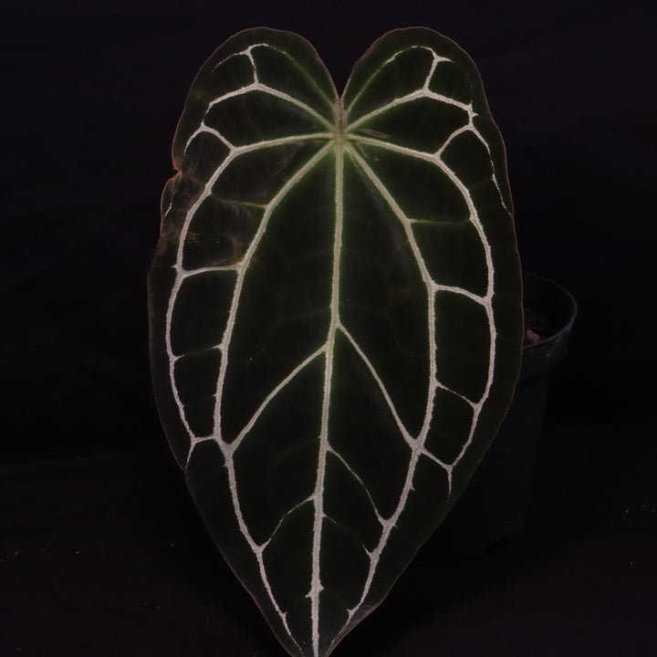 Anthurium crystallinum x open