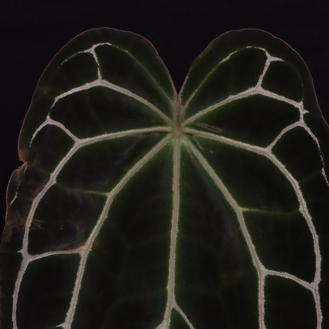Anthurium crystallinum x open