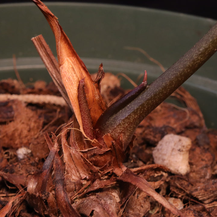 Anthurium crystallinum x open