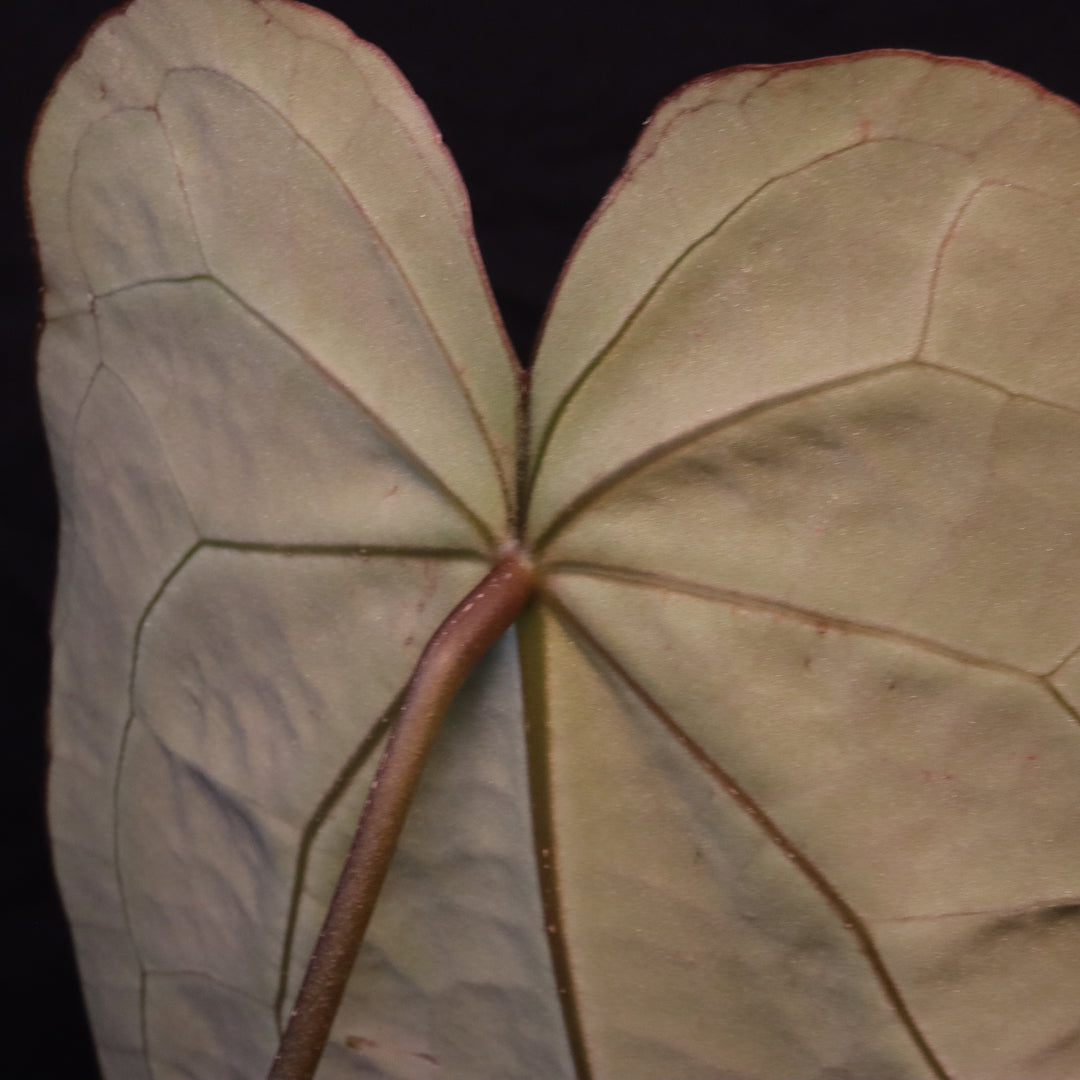 Anthurium crystallinum x open