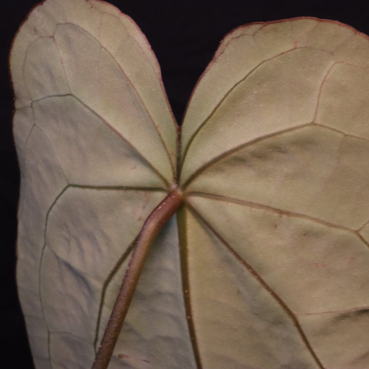 Anthurium crystallinum x open