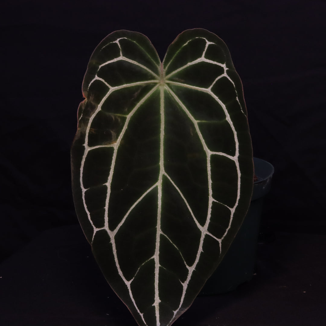 Anthurium crystallinum x open