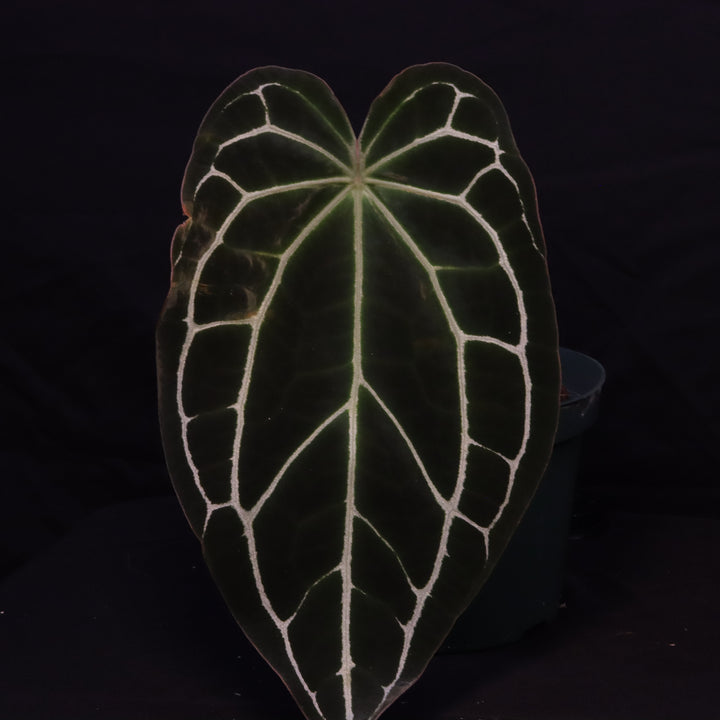 Anthurium crystallinum x open