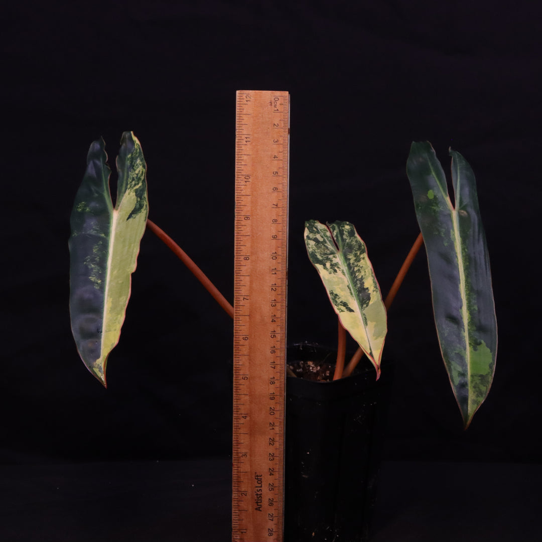Variegated Philodendron Billietiae