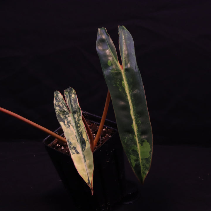 Variegated Philodendron Billietiae