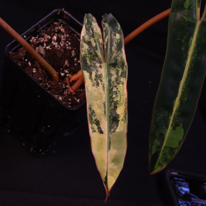 Variegated Philodendron Billietiae