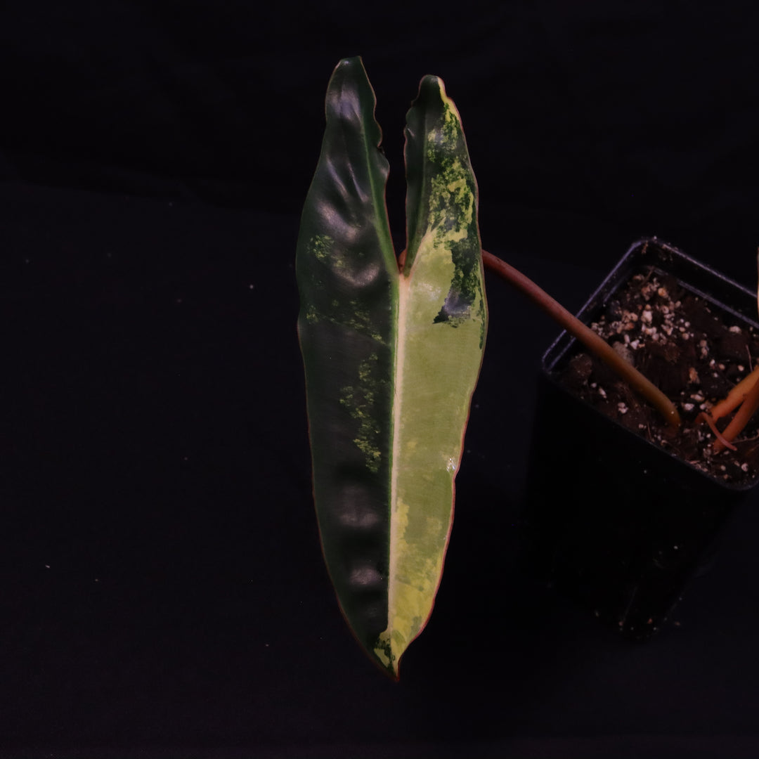 Variegated Philodendron Billietiae