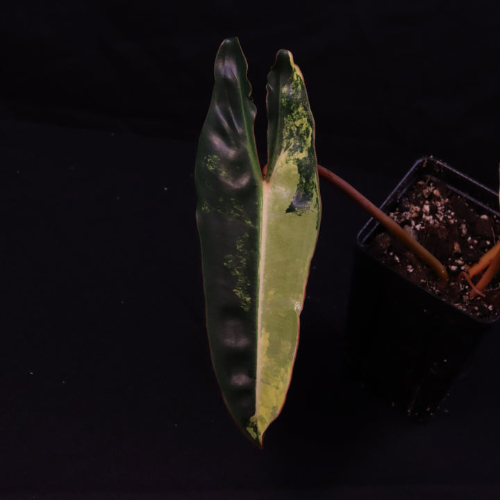 Variegated Philodendron Billietiae