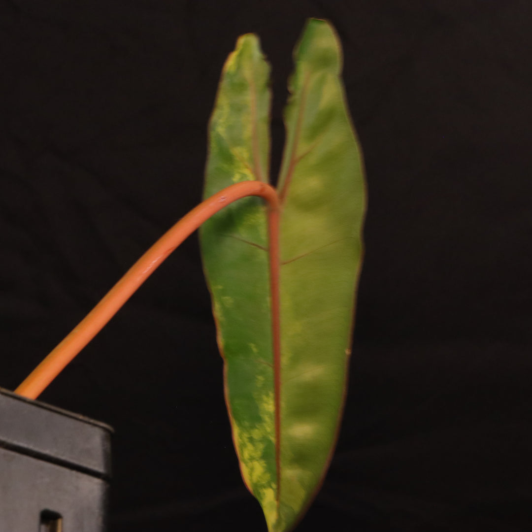 Variegated Philodendron Billietiae