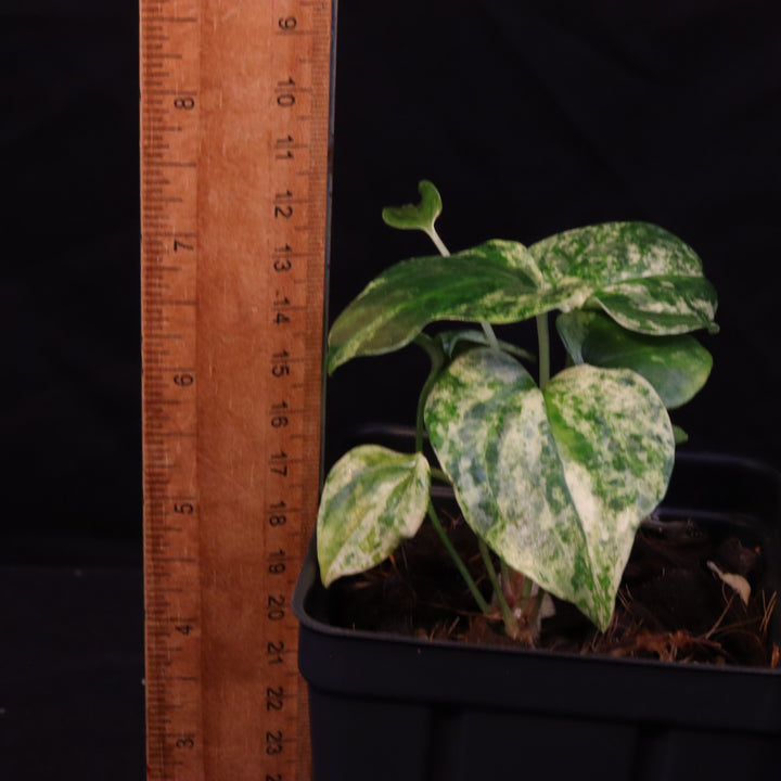 Variegated Anthurium watermaliense x self  - A