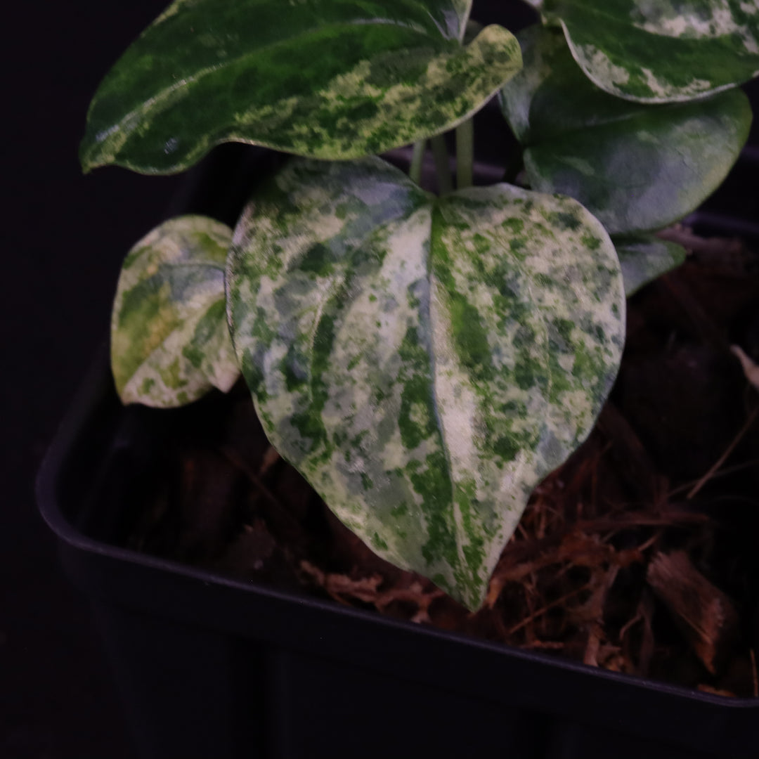 Variegated Anthurium watermaliense x self  - A