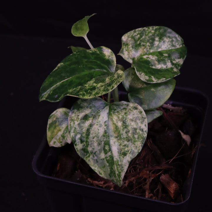 Variegated Anthurium watermaliense x self  - A