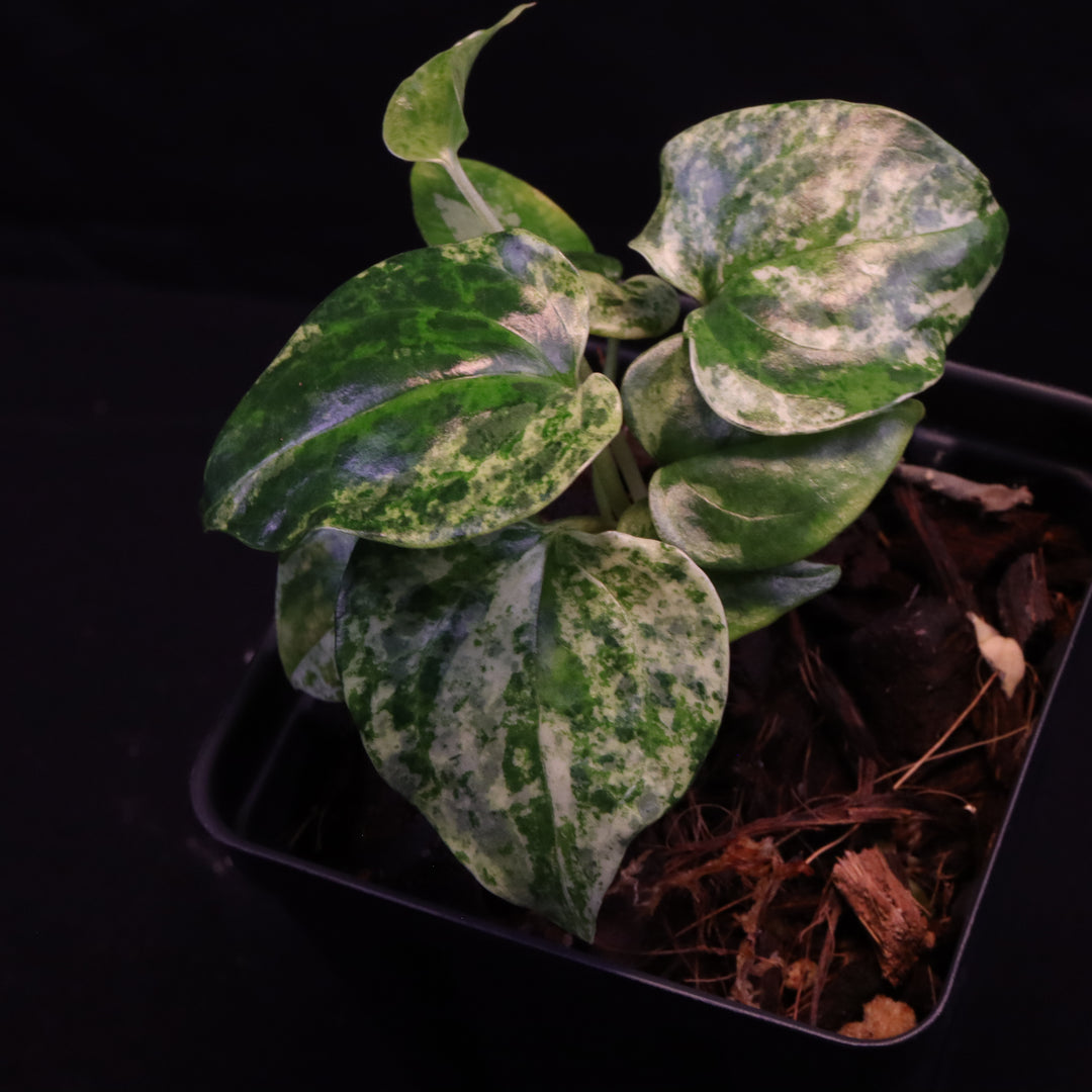Variegated Anthurium watermaliense x self  - A