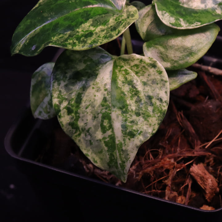 Variegated Anthurium watermaliense x self  - A