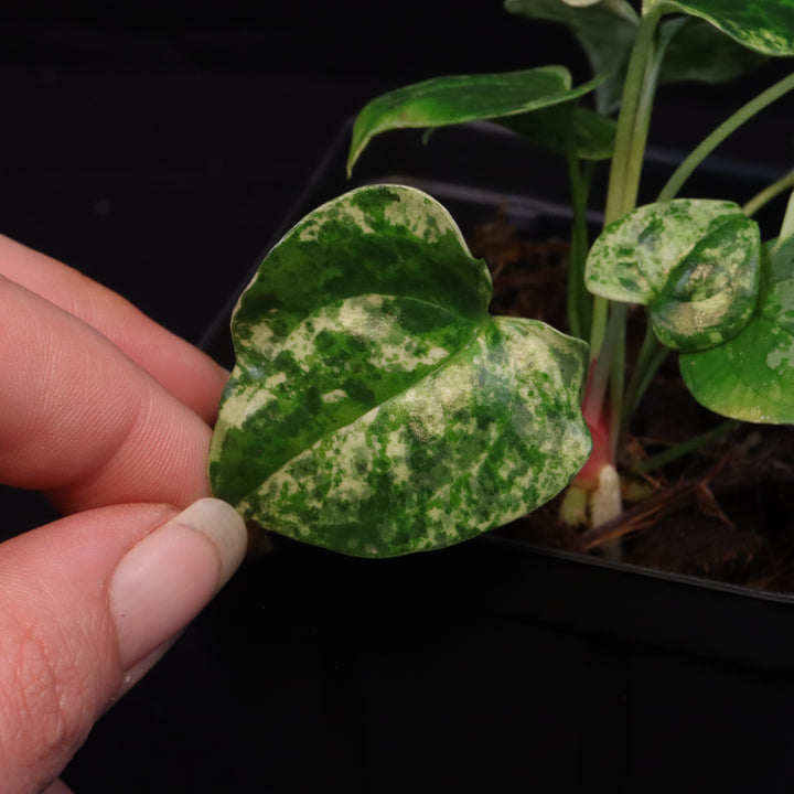 Variegated Anthurium watermaliense x self  - A
