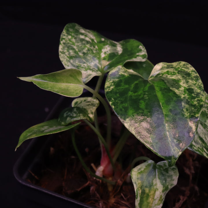 Variegated Anthurium watermaliense x self  - A