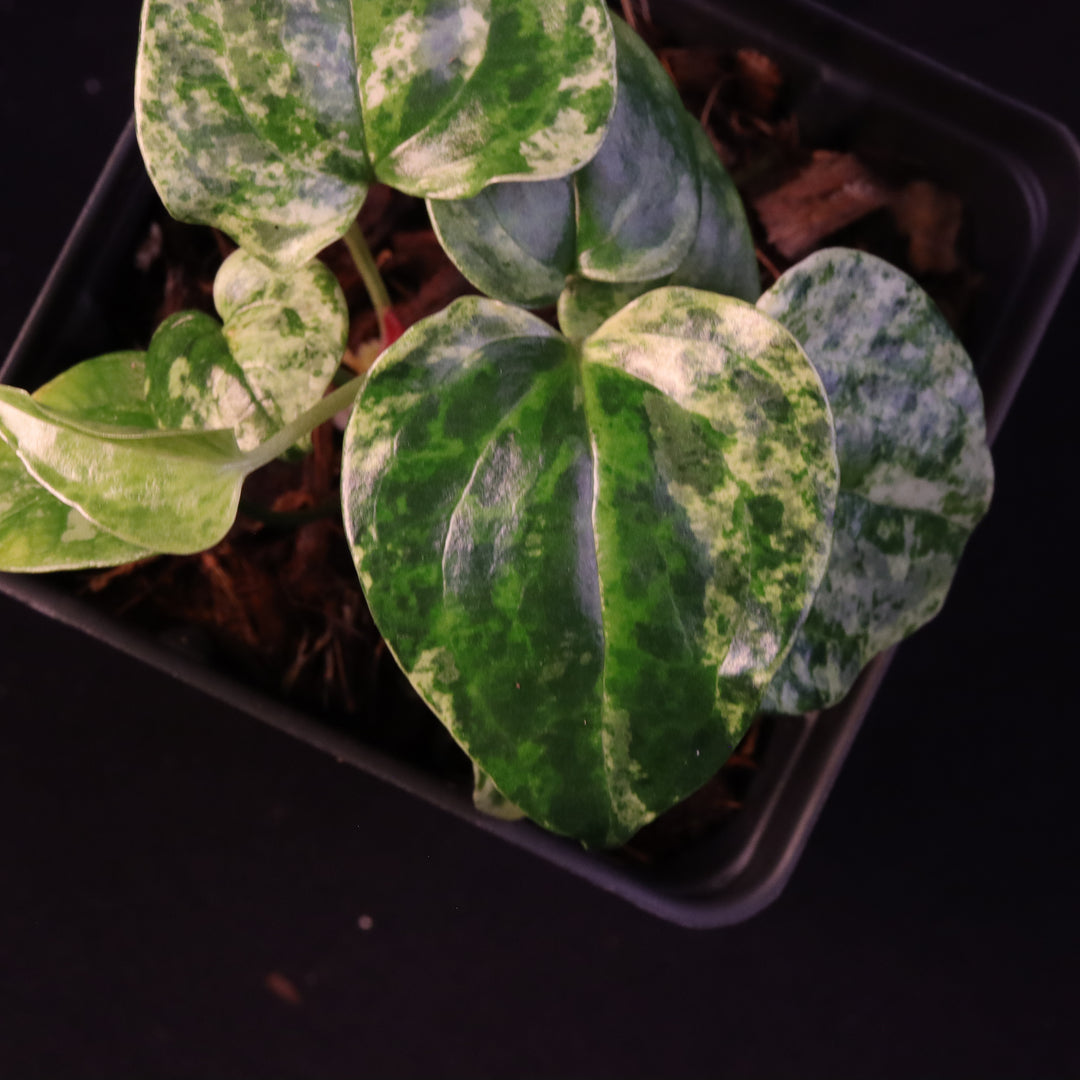 Variegated Anthurium watermaliense x self  - A
