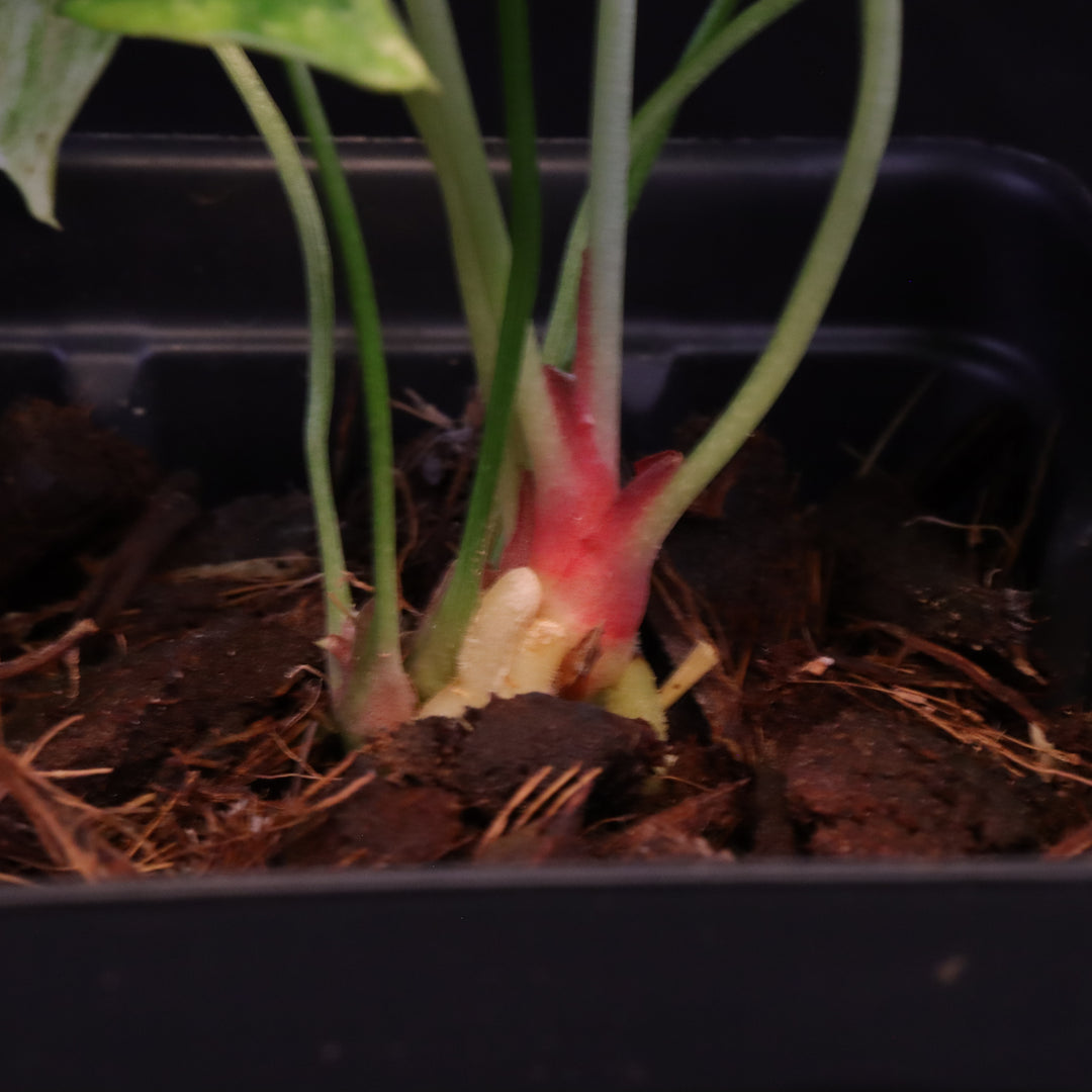 Variegated Anthurium watermaliense x self  - A