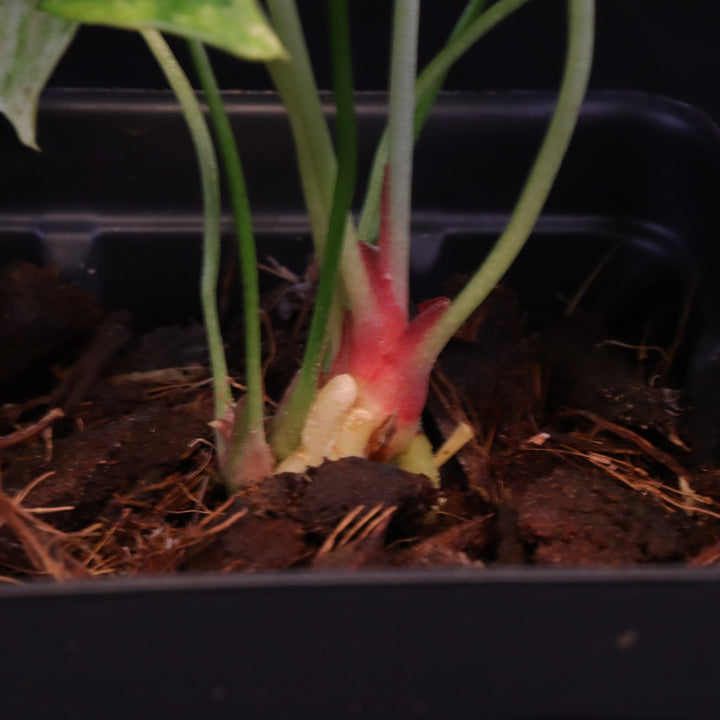 Variegated Anthurium watermaliense x self  - A