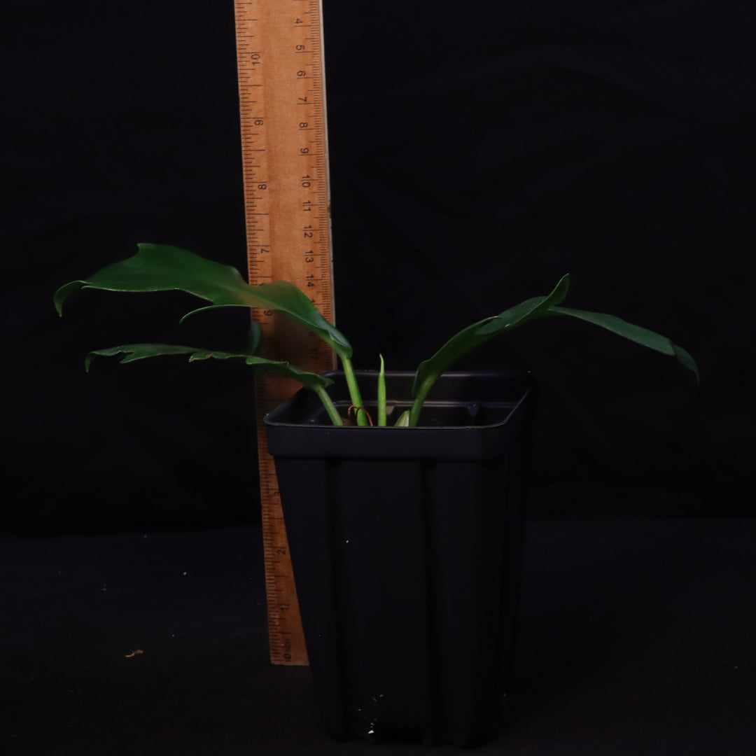 Philodendron distantilobum - Grower's Choice