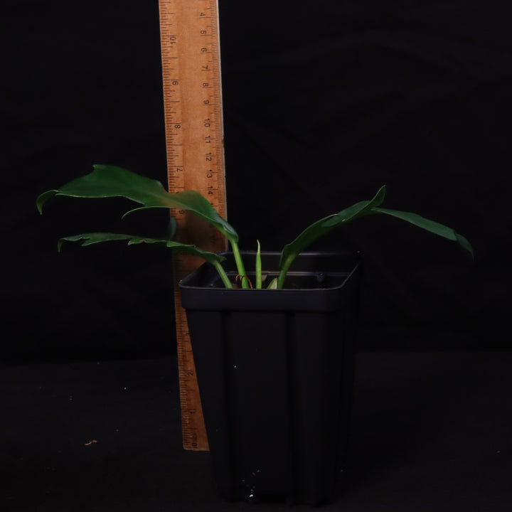 Philodendron distantilobum - Grower's Choice