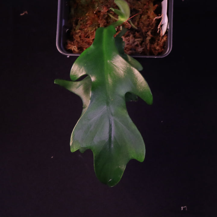 Philodendron distantilobum - Grower's Choice